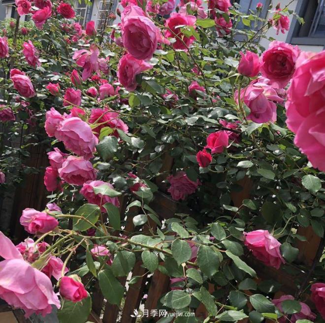 非常“勤奋”的4个月季品种,1年开花不断,关键抗病性好(图4) 非常“勤奋”的4个月季品种,1年开花不断,关键抗病性好(图4)