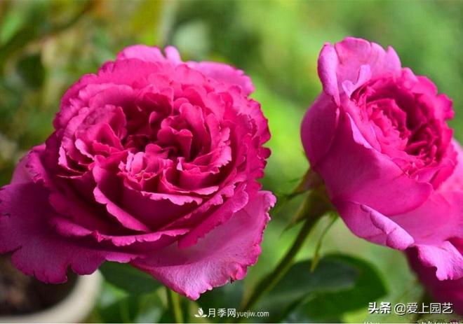 无伊芙不月季,哪种伊芙月季蕞值得入手?(图3) 无伊芙不月季,哪种伊芙月季最值得入手?(图3)