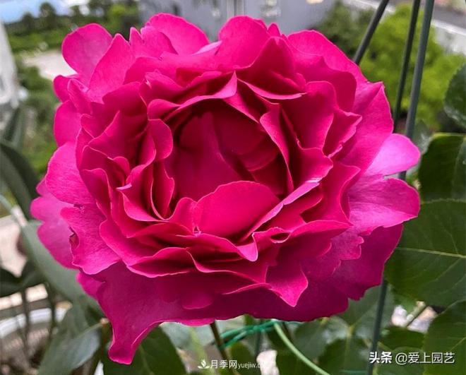 无伊芙不月季,哪种伊芙月季蕞值得入手?(图1) 无伊芙不月季,哪种伊芙月季最值得入手?(图1)