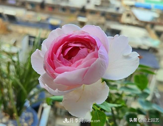 无伊芙不月季,哪种伊芙月季蕞值得入手?(图2) 无伊芙不月季,哪种伊芙月季最值得入手?(图2)