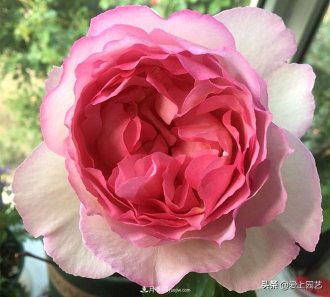 无伊芙不月季,哪种伊芙月季蕞值得入手?(图6) 无伊芙不月季,哪种伊芙月季最值得入手?(图6)