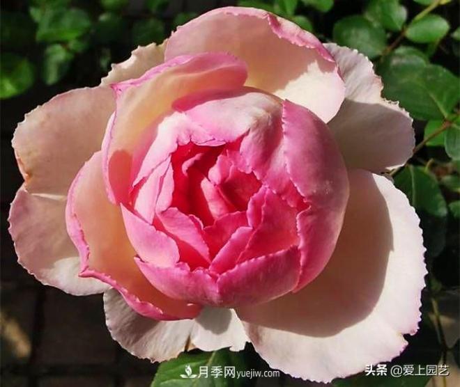 无伊芙不月季,哪种伊芙月季蕞值得入手?(图5) 无伊芙不月季,哪种伊芙月季最值得入手?(图5)