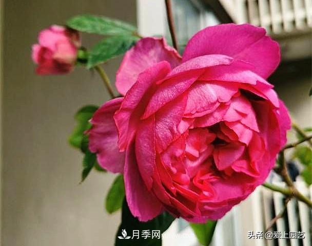 无伊芙不月季,哪种伊芙月季蕞值得入手?(图8) 无伊芙不月季,哪种伊芙月季最值得入手?(图8)