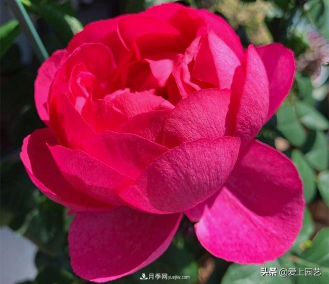 无伊芙不月季,哪种伊芙月季蕞值得入手?(图7) 无伊芙不月季,哪种伊芙月季最值得入手?(图7)