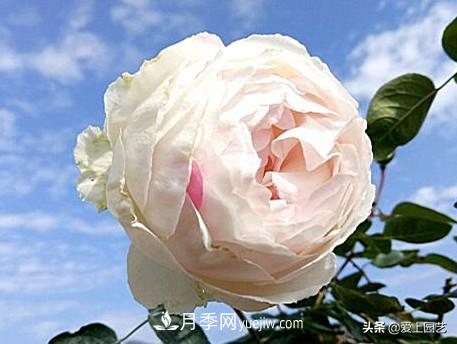 无伊芙不月季,哪种伊芙月季蕞值得入手?(图10) 无伊芙不月季,哪种伊芙月季最值得入手?(图10)