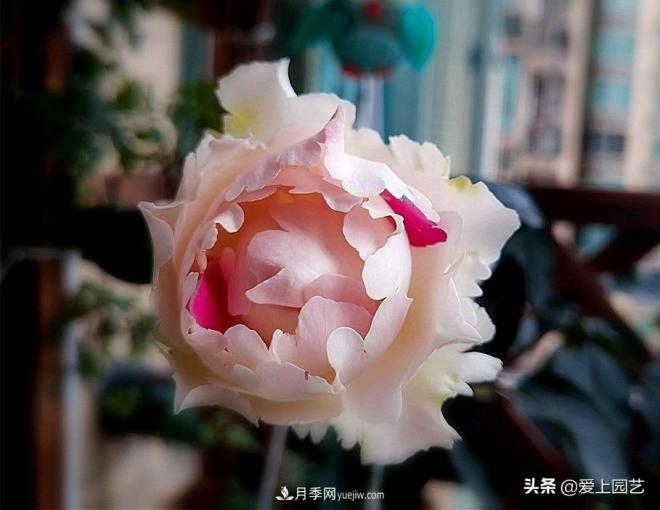 无伊芙不月季,哪种伊芙月季蕞值得入手?(图9) 无伊芙不月季,哪种伊芙月季最值得入手?(图9)
