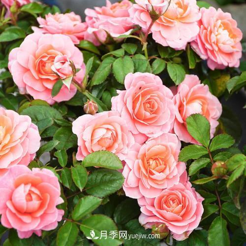 盆栽月季,我选3种,花朵超仙,一开花就惊艳了时光!(图1) 盆栽月季,我选3种,花朵超仙,一开花就惊艳了时光!(图1)