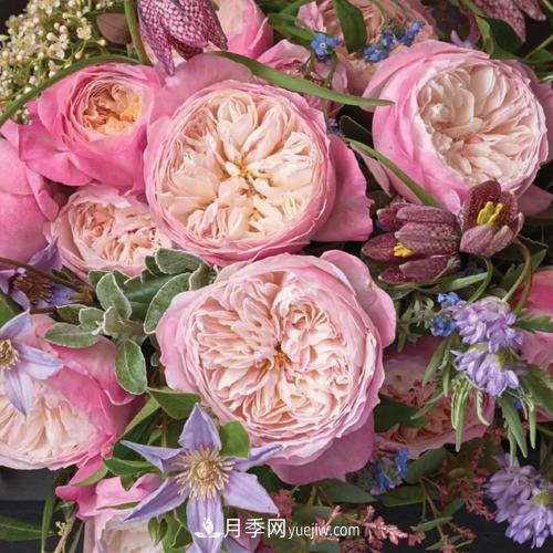 盆栽月季,我选3种,花朵超仙,一开花就惊艳了时光!(图2) 盆栽月季,我选3种,花朵超仙,一开花就惊艳了时光!(图2)