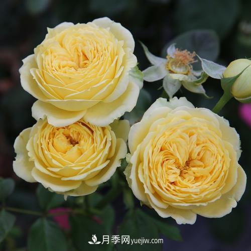 盆栽月季,我选3种,花朵超仙,一开花就惊艳了时光!(图3) 盆栽月季,我选3种,花朵超仙,一开花就惊艳了时光!(图3)