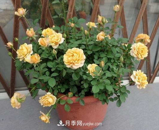 月季浇水越多死得越快?4个方法月季越浇越旺(图1) 月季浇水越多死得越快?4个方法月季越浇越旺(图1)