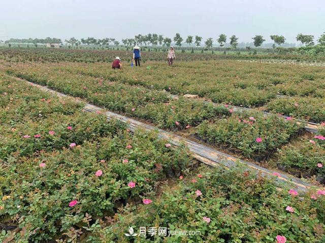 万景月季,提高月季裸根苗成活率的六大绝招(图1) 万景月季,提高月季裸根苗成活率的六大绝招(图1)