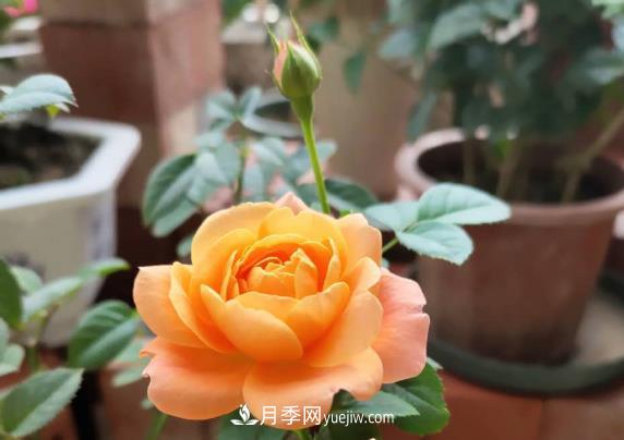 新手入坑月季,学好5个小妙招,果汁阳台月季轻松开花满盆(图1) 新手入坑月季,学好5个小妙招,果汁阳台月季轻松开花满盆(图1)