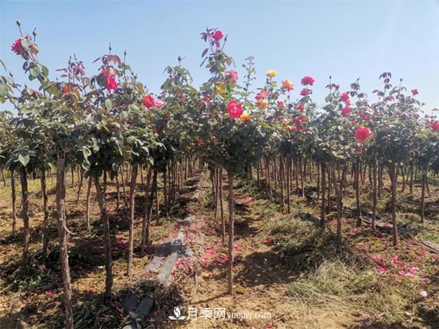 怎么快速培养山东济南树状月季?(图1) 怎么快速培养山东济南树状月季?(图1)