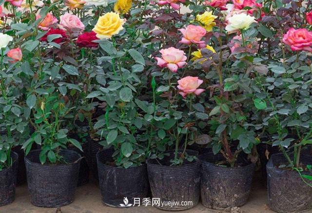 月季花的洒水的注意事项有哪些?(图1) 月季花的洒水的注意事项有哪些?(图1)