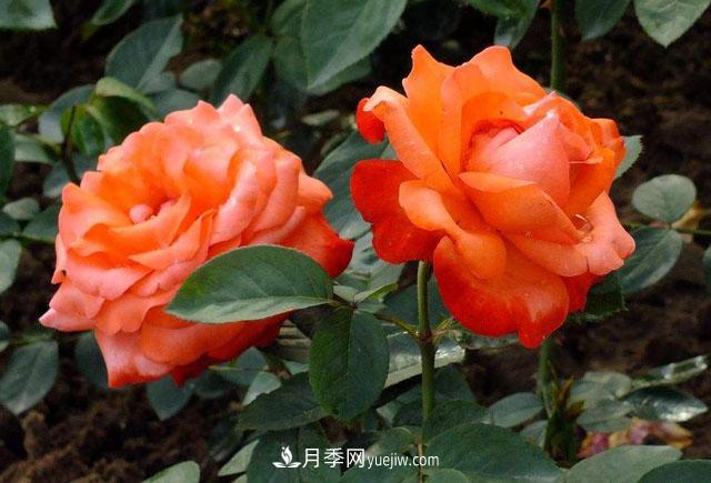 月季花的施肥方法是什么?(图1) 月季花的施肥方法是什么?(图1)