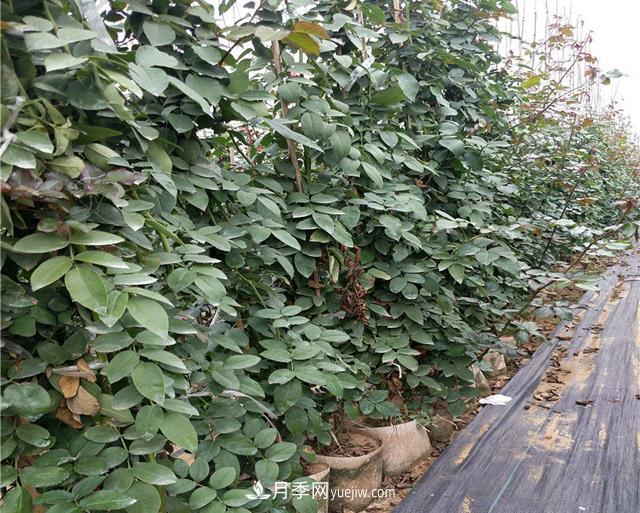 藤本月季浇水过多怎么办?(图1) 藤本月季浇水过多怎么办?(图1)