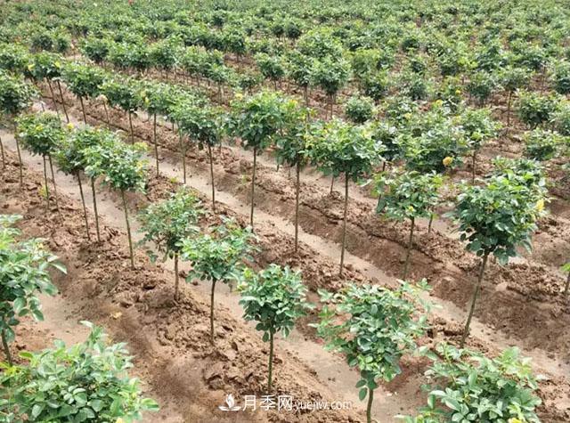 为什么说南阳棒棒糖树状月季的嫁接时节是在春季?(图1) 为什么说南阳棒棒糖树状月季的嫁接时节是在春季?(图1)