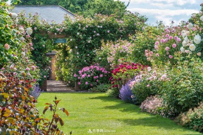 玫瑰月季蔷薇,傻傻地分不清——从《花镜》到欧月流行(图1) 玫瑰月季蔷薇,傻傻地分不清——从《花镜》到欧月流行(图1)