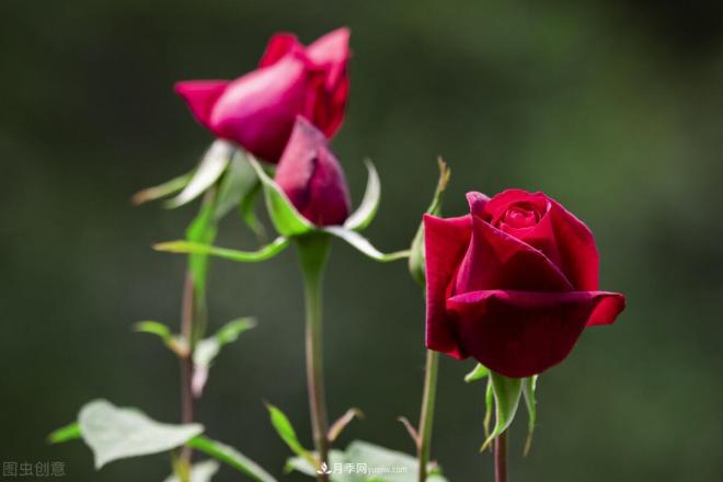 月季花摄影——月月都是开花季(图2) 月季花摄影——月月都是开花季(图2)