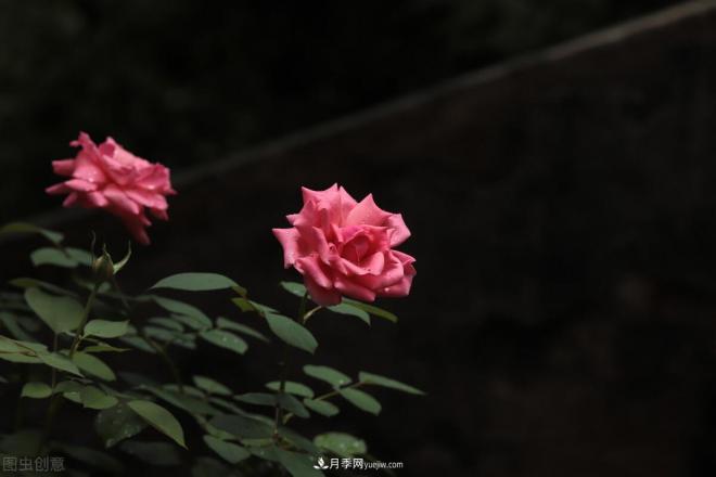 月季花摄影——月月都是开花季(图3) 月季花摄影——月月都是开花季(图3)