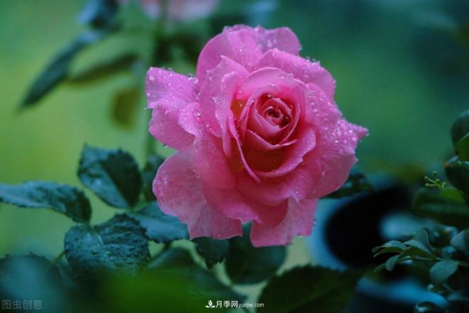 月季花摄影——月月都是开花季(图4) 月季花摄影——月月都是开花季(图4)