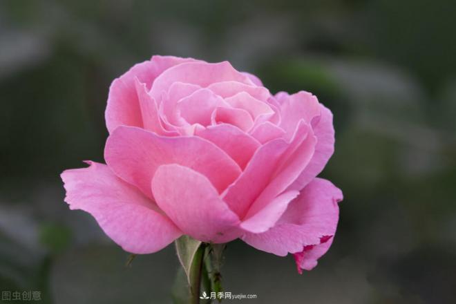 月季花摄影——月月都是开花季(图5) 月季花摄影——月月都是开花季(图5)