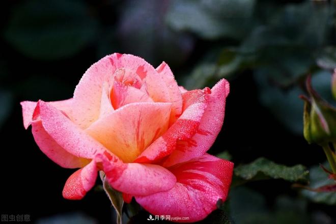 月季花摄影——月月都是开花季(图7) 月季花摄影——月月都是开花季(图7)