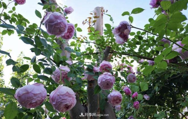 推荐15个受欢迎的月季品种,其实它们都有优点缺点(图1) 推荐15个受欢迎的月季品种,其实它们都有优点缺点(图1)
