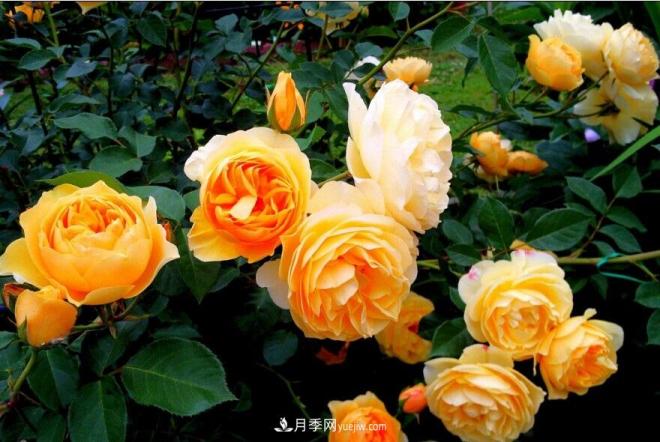 推荐15个受欢迎的月季品种,其实它们都有优点缺点(图2) 推荐15个受欢迎的月季品种,其实它们都有优点缺点(图2)