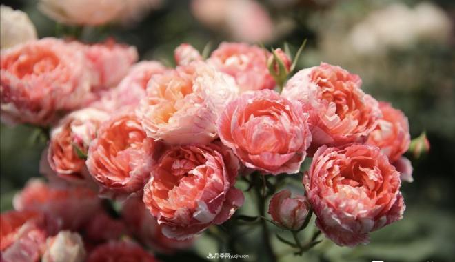 推荐15个受欢迎的月季品种,其实它们都有优点缺点(图4) 推荐15个受欢迎的月季品种,其实它们都有优点缺点(图4)