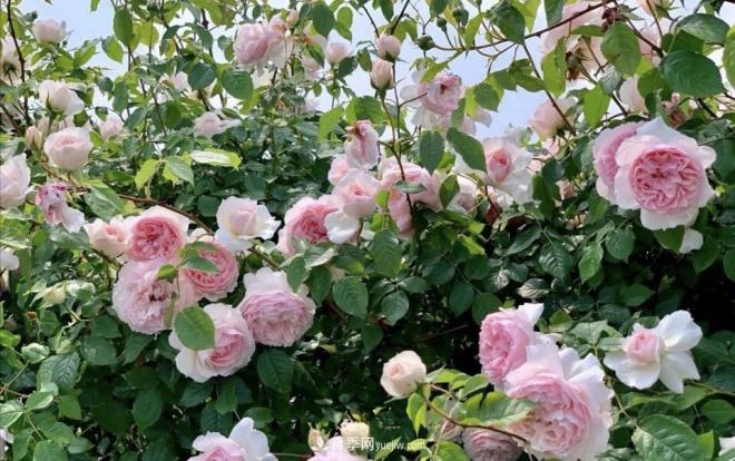 推荐15个受欢迎的月季品种,其实它们都有优点缺点(图3) 推荐15个受欢迎的月季品种,其实它们都有优点缺点(图3)