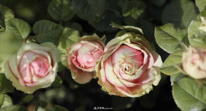 推荐15个受欢迎的月季品种,其实它们都有优点缺点(图6) 推荐15个受欢迎的月季品种,其实它们都有优点缺点(图6)
