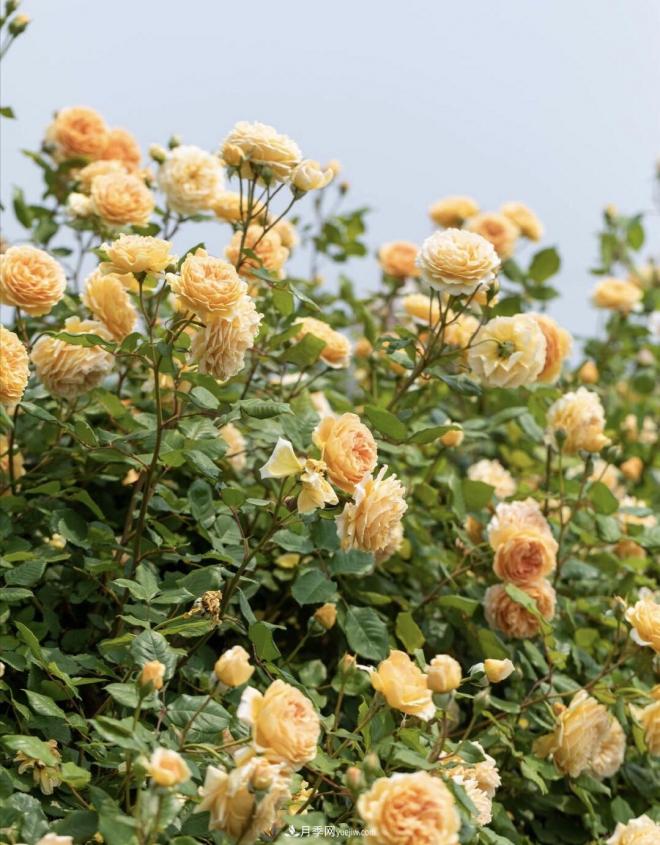 推荐15个受欢迎的月季品种,其实它们都有优点缺点(图8) 推荐15个受欢迎的月季品种,其实它们都有优点缺点(图8)