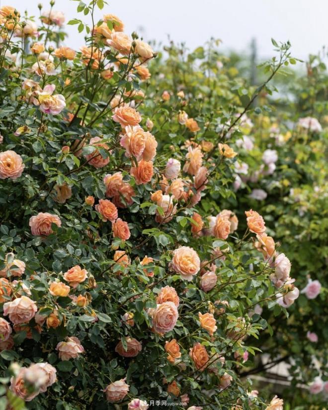 推荐15个受欢迎的月季品种,其实它们都有优点缺点(图7) 推荐15个受欢迎的月季品种,其实它们都有优点缺点(图7)