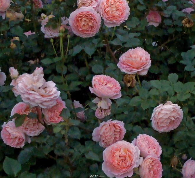 推荐15个受欢迎的月季品种,其实它们都有优点缺点(图5) 推荐15个受欢迎的月季品种,其实它们都有优点缺点(图5)