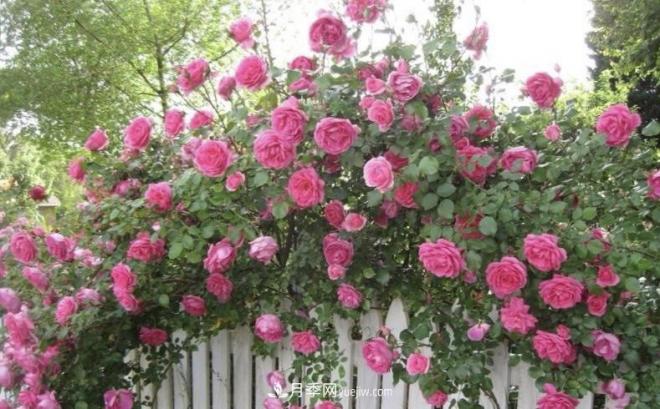 推荐15个受欢迎的月季品种,其实它们都有优点缺点(图9) 推荐15个受欢迎的月季品种,其实它们都有优点缺点(图9)