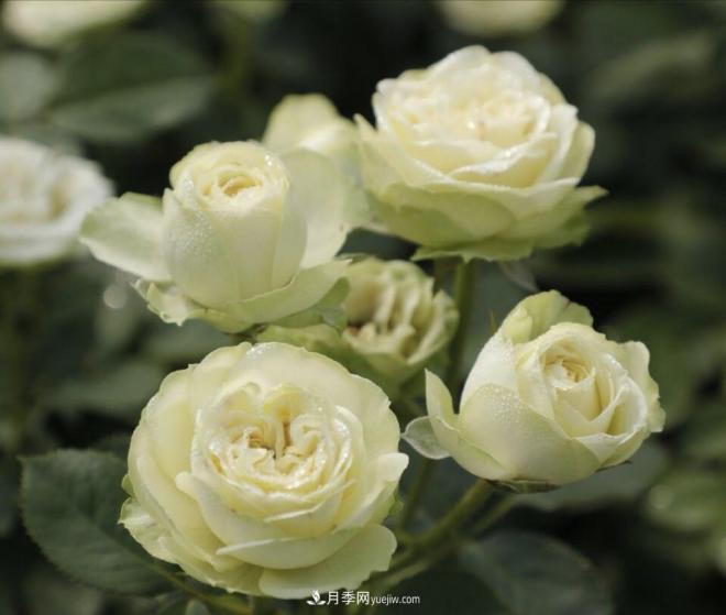 推荐15个受欢迎的月季品种,其实它们都有优点缺点(图12) 推荐15个受欢迎的月季品种,其实它们都有优点缺点(图12)