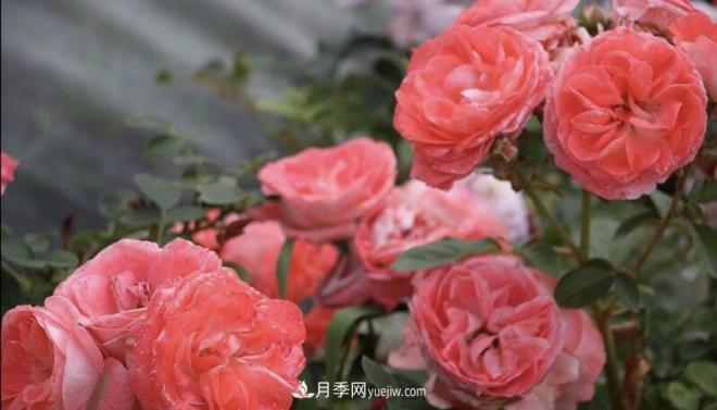 推荐15个受欢迎的月季品种,其实它们都有优点缺点(图10) 推荐15个受欢迎的月季品种,其实它们都有优点缺点(图10)