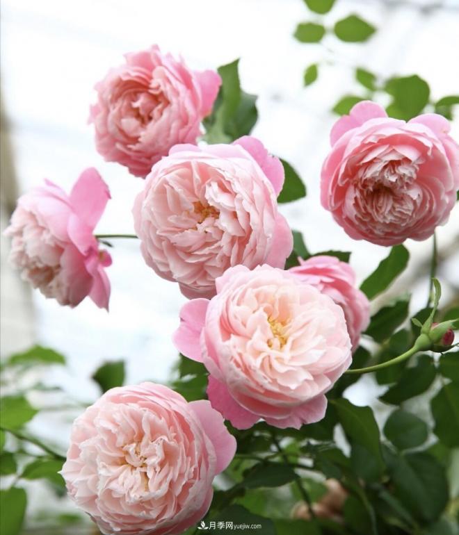 推荐15个受欢迎的月季品种,其实它们都有优点缺点(图11) 推荐15个受欢迎的月季品种,其实它们都有优点缺点(图11)