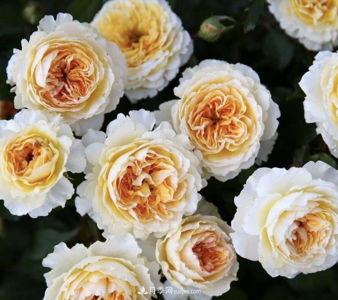 推荐15个受欢迎的月季品种,其实它们都有优点缺点(图15) 推荐15个受欢迎的月季品种,其实它们都有优点缺点(图15)