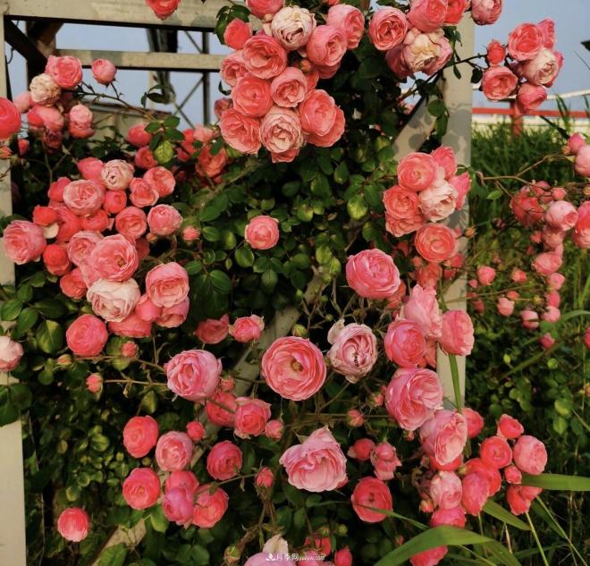 推荐15个受欢迎的月季品种,其实它们都有优点缺点(图16) 推荐15个受欢迎的月季品种,其实它们都有优点缺点(图16)