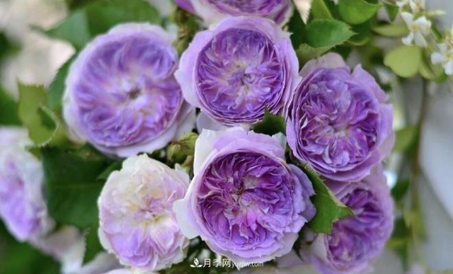 推荐15个受欢迎的月季品种,其实它们都有优点缺点(图13) 推荐15个受欢迎的月季品种,其实它们都有优点缺点(图13)