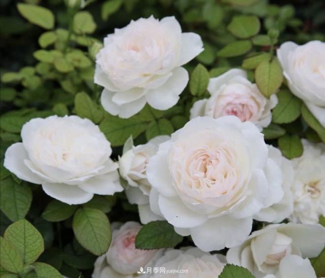 推荐15个受欢迎的月季品种,其实它们都有优点缺点(图14) 推荐15个受欢迎的月季品种,其实它们都有优点缺点(图14)