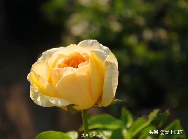 热门月季品种已经看腻了，不妨养几棵小众月季换个风景(图4)