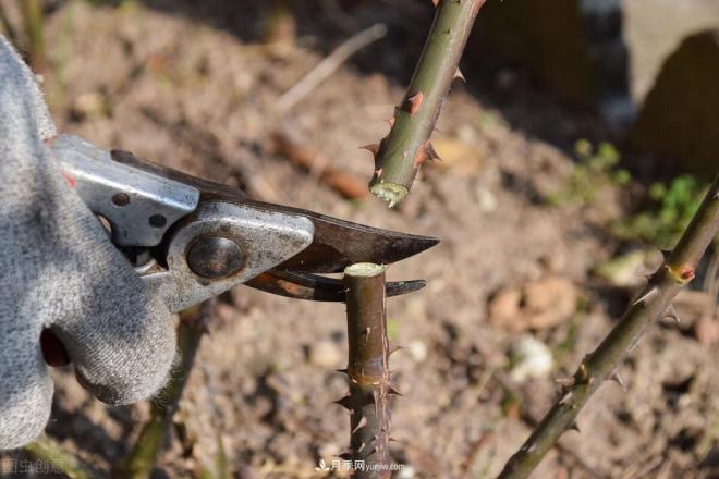 月季冬剪好还是春剪好?南北有区别,一起来学习吧(图2) 月季冬剪好还是春剪好?南北有区别,一起来学习吧(图2)
