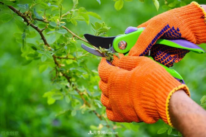 月季冬剪好还是春剪好?南北有区别,一起来学习吧(图5) 月季冬剪好还是春剪好?南北有区别,一起来学习吧(图5)
