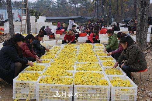 金丝贡菊变成金元宝？南召县石门乡村民增收致富尝甜头(图1)