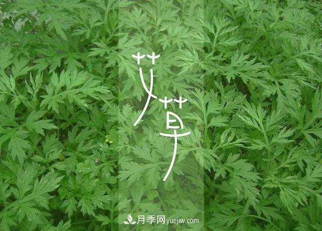 占据全国50%以上市场 南阳艾草产业如何培育品牌？(图1)
