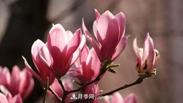 中国辛夷之乡——南阳市南召县(图1)