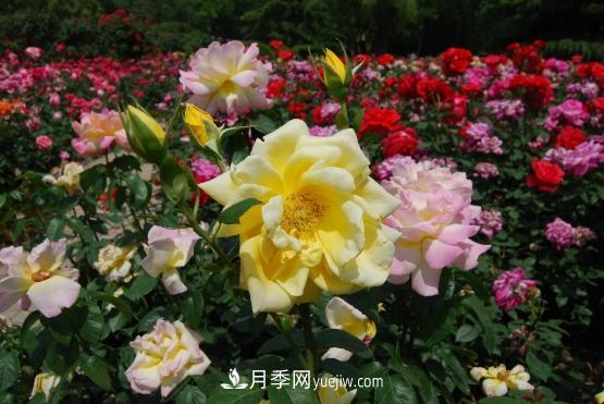 月季艾草玉兰生态发展 青山绿水为南阳注活力(图1) 月季艾草玉兰生态发展 青山绿水为南阳注活力(图1)